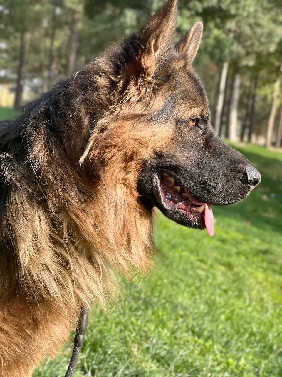 ژرمن کینگ|سگ|کرمانشاه, |دیوار