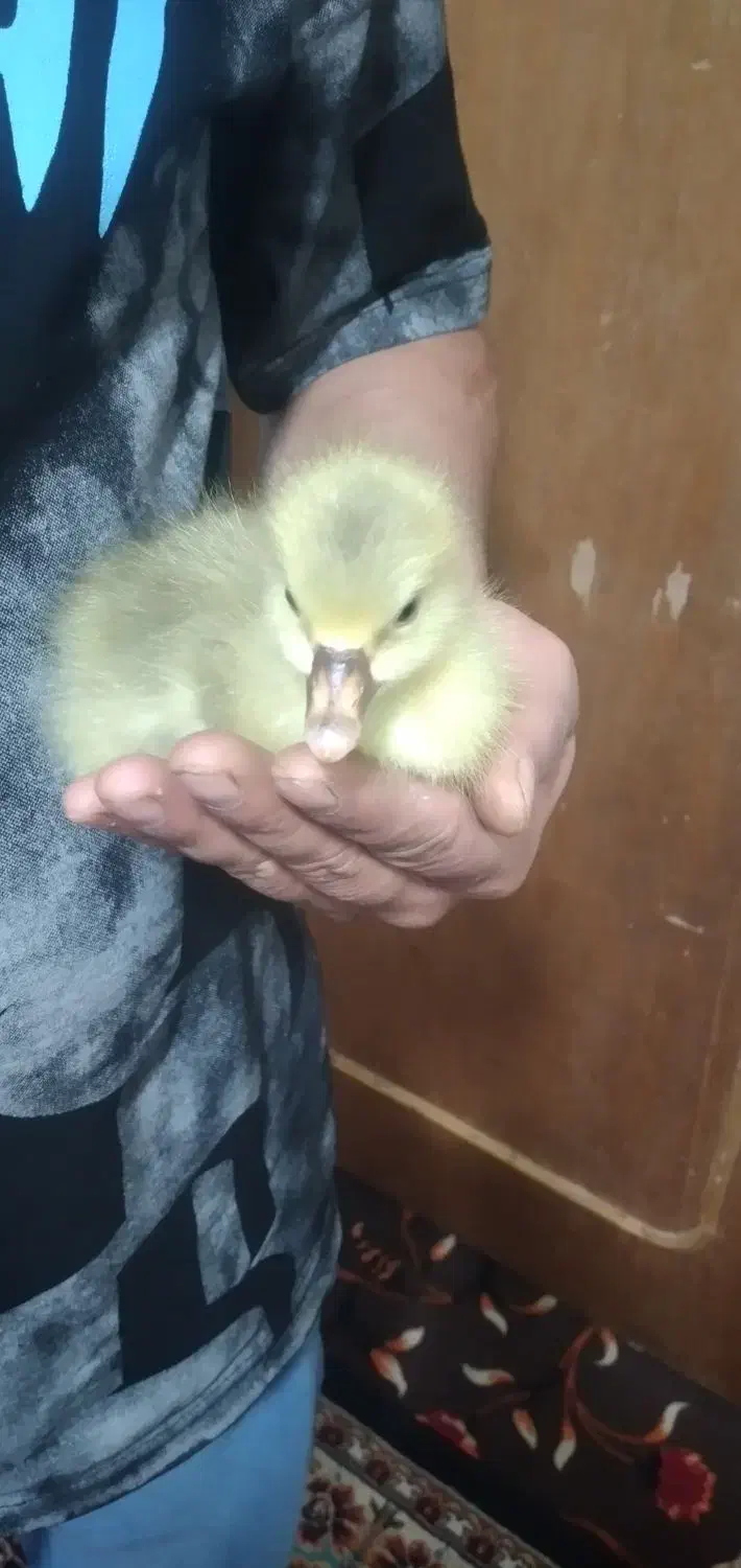 مرغ|حیوانات مزرعه|خرمشهر, |دیوار