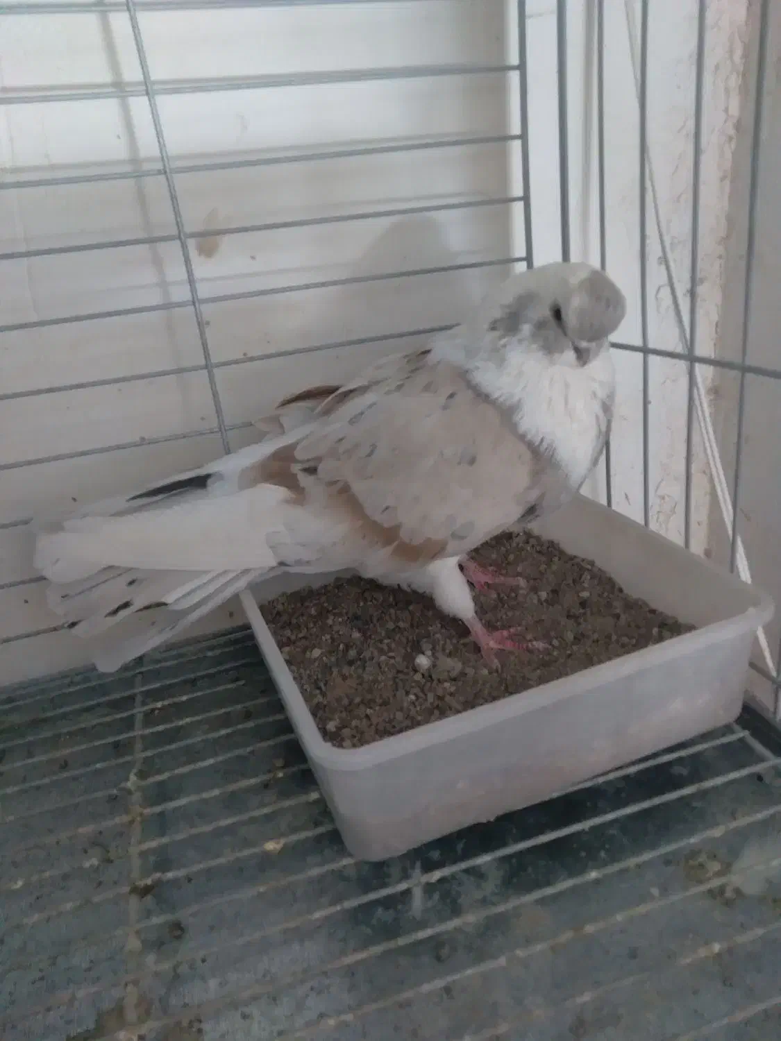 نوک قنار م|پرنده|یزد, |دیوار