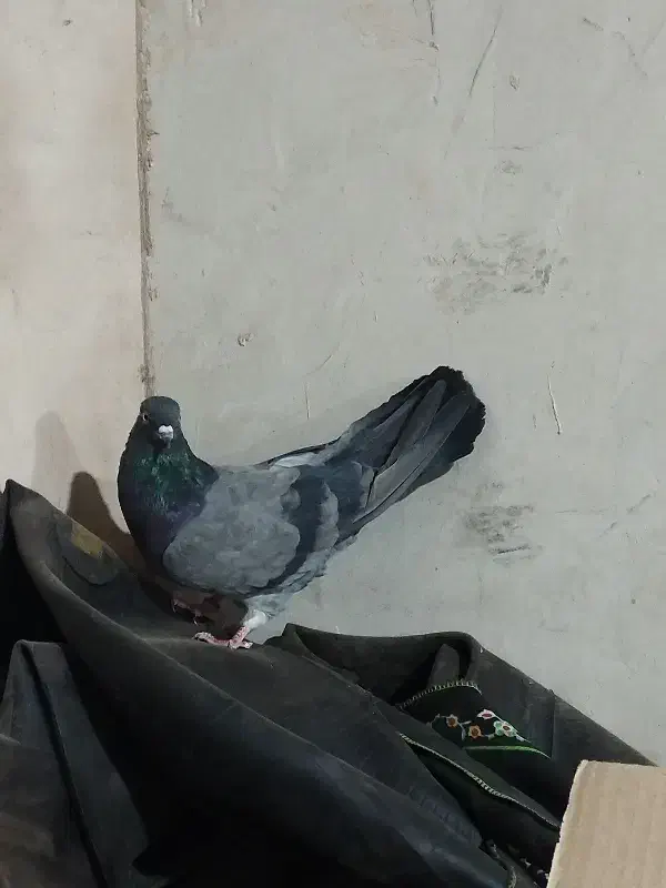 کبوتر پرشی|پرنده|خمینیشهر, |دیوار