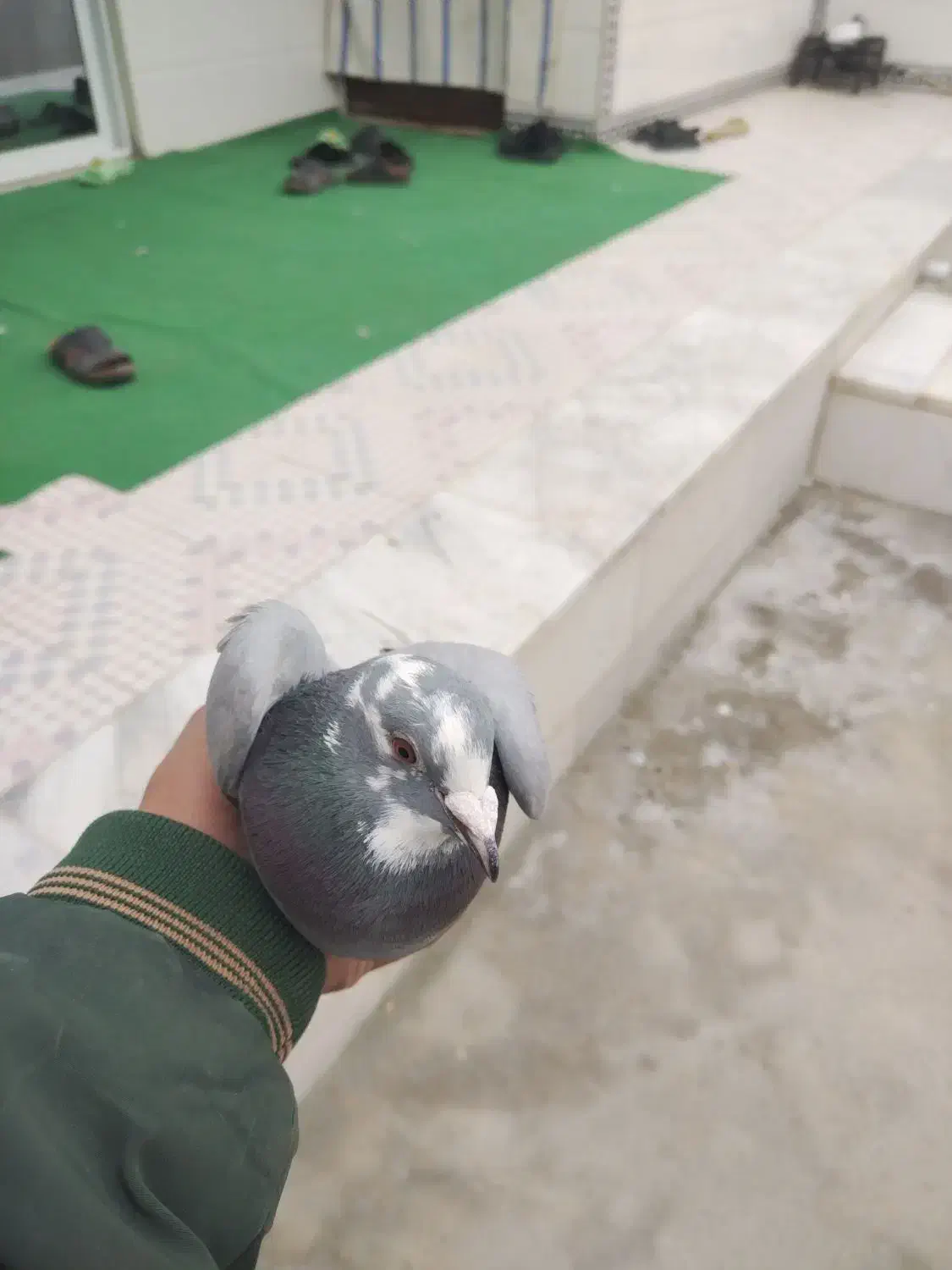 کبوتر|پرنده|هرند, |دیوار