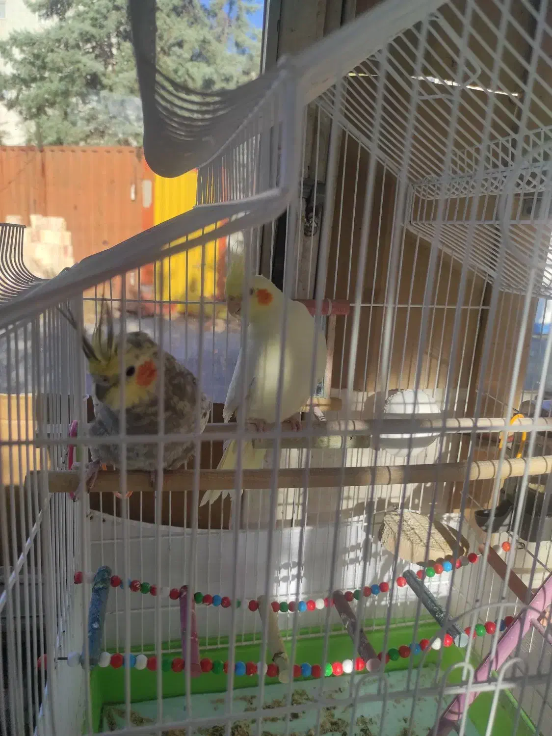 عروس هلندی|پرنده|تبریز, |دیوار