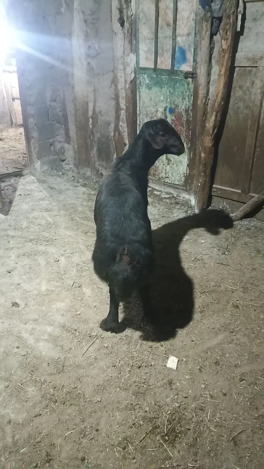 دو راس گوچ قره قیزیل|حیوانات مزرعه|ترکمانچای, |دیوار