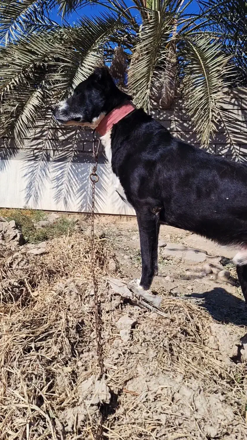 سگ قدرجونی|سگ|امیدیه, |دیوار