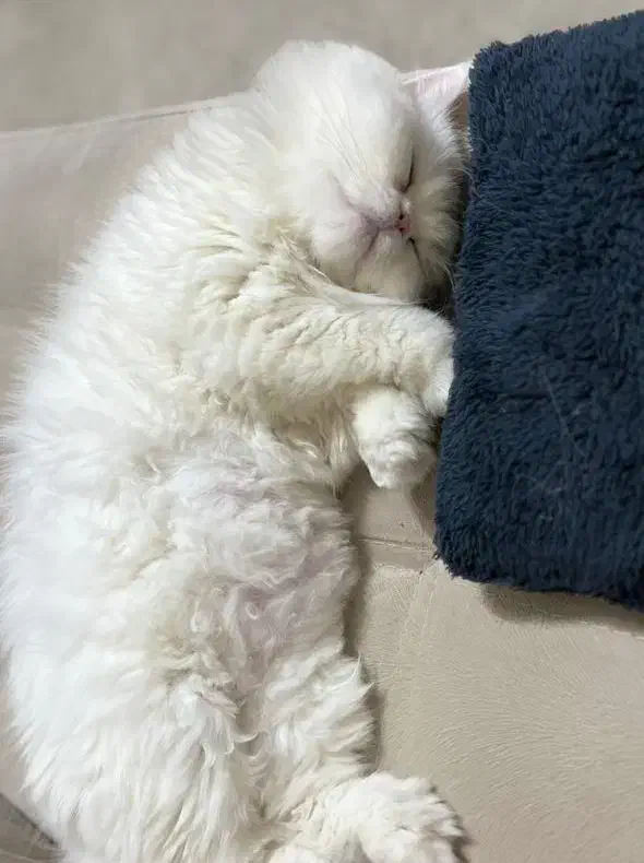 واگذاری رایگان پرشین|گربه|همدان, |دیوار