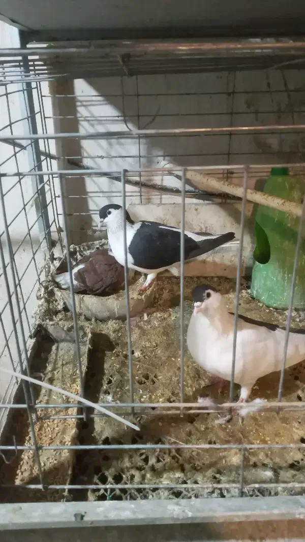 کبوتر|پرنده|فشاپویه, |دیوار