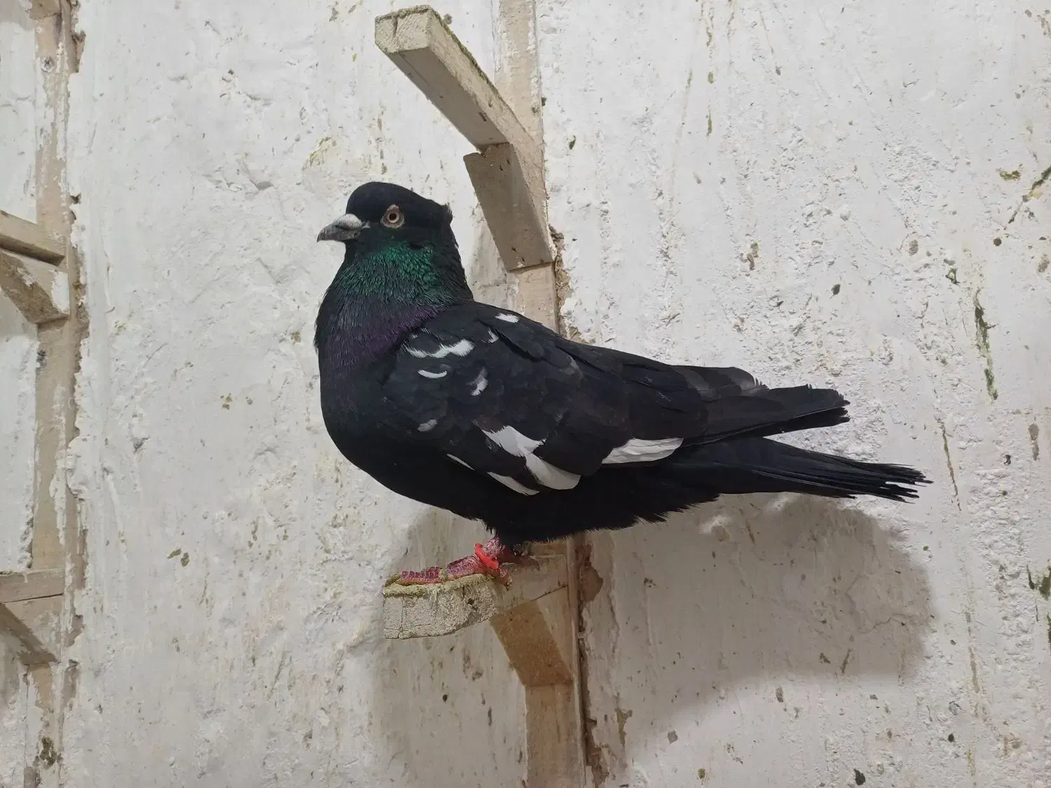 ۹تا کفتر|پرنده|مرودشت, محمد آباد|دیوار