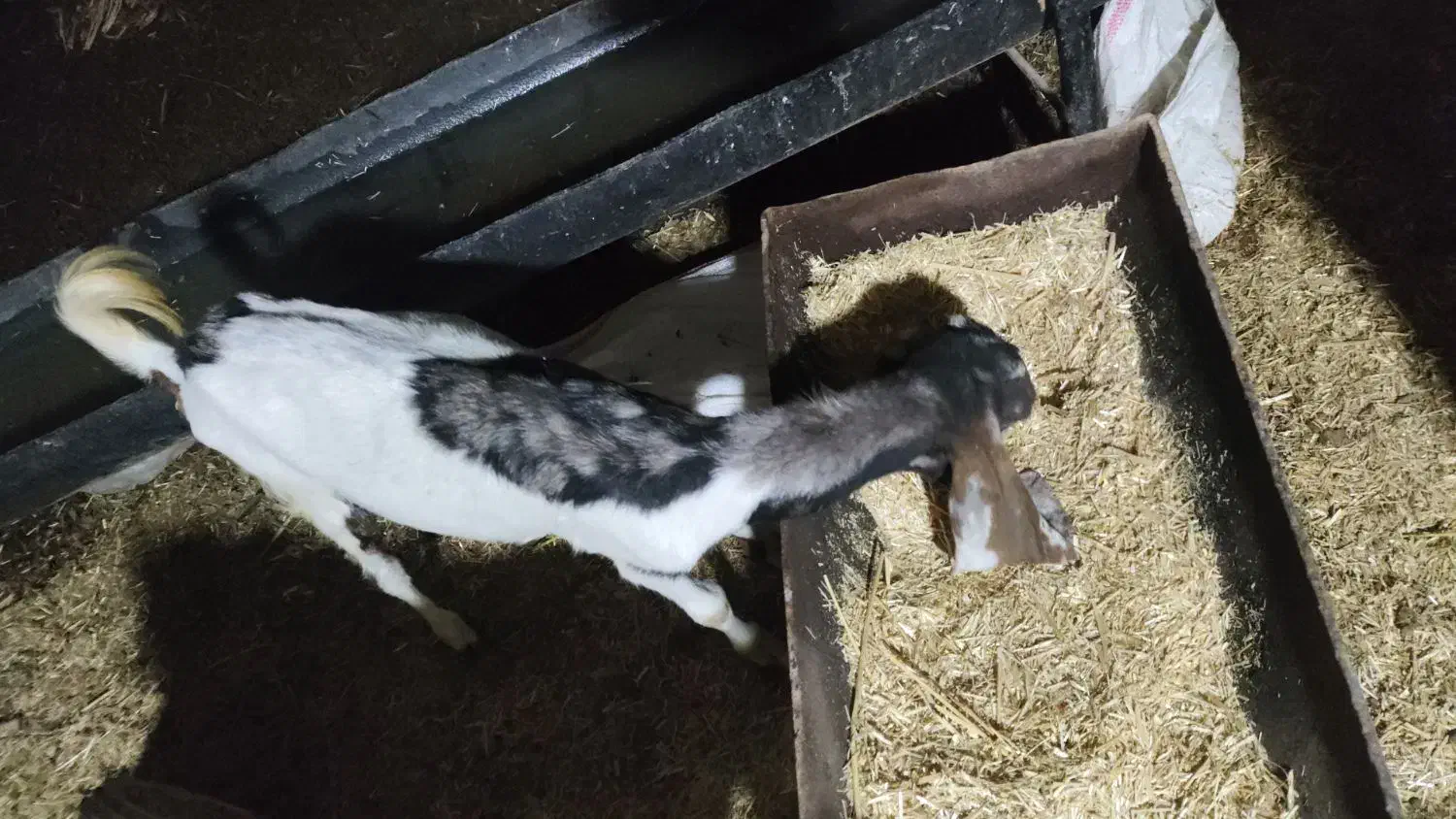 بز ماده|حیوانات مزرعه|باوی, |دیوار