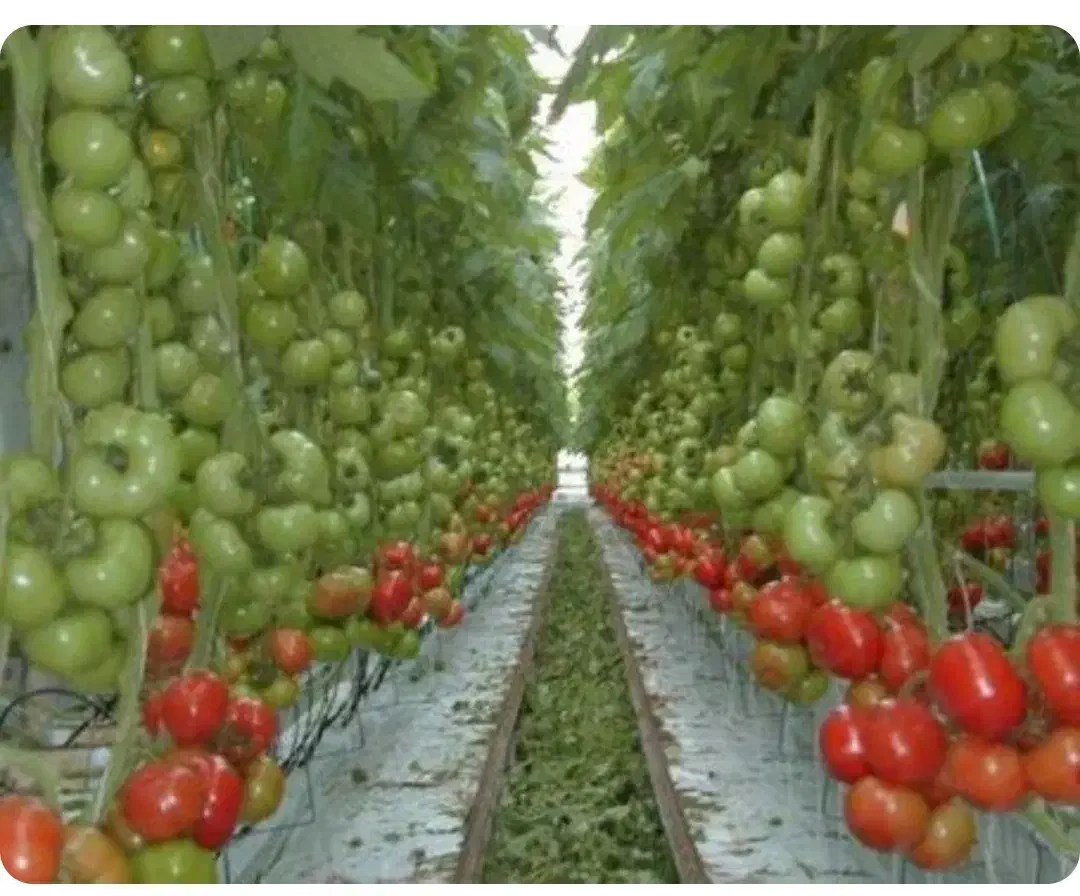 نیاز به سرمایه گذار جهت تاسیس گلخانه|مشارکت در ساخت املاک|بیضا, |دیوار