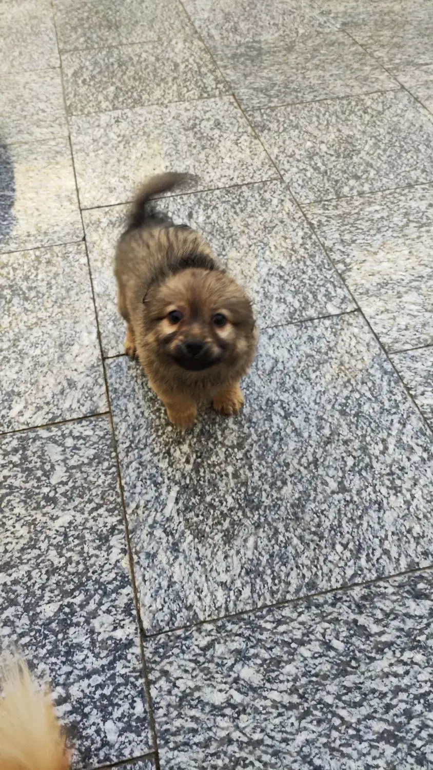 پامر|سگ|زاهدان, |دیوار