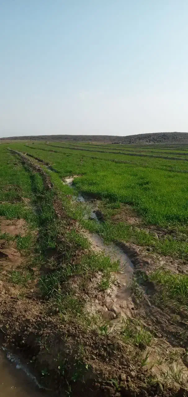 فروش زمین کشاورزی|فروش دفتر صنعتی، کشاورزی، تجاری|پلدشت, |دیوار