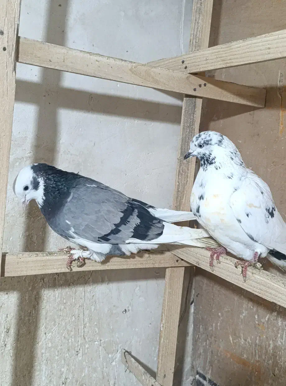 کبوتر رنگی و پرشی|پرنده|ابهر, |دیوار