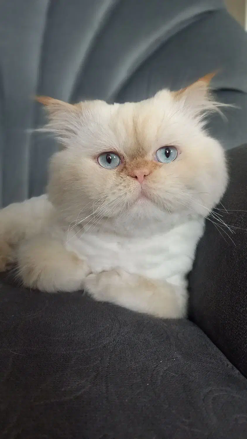 گربه پرشین سوپر فلت چشم آبی|گربه|مشهد, گوهرشاد|دیوار