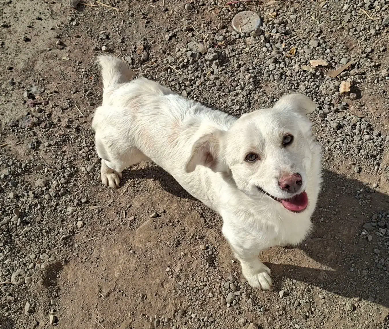 سگ پا کوتاه|سگ|اشتهارد, |دیوار