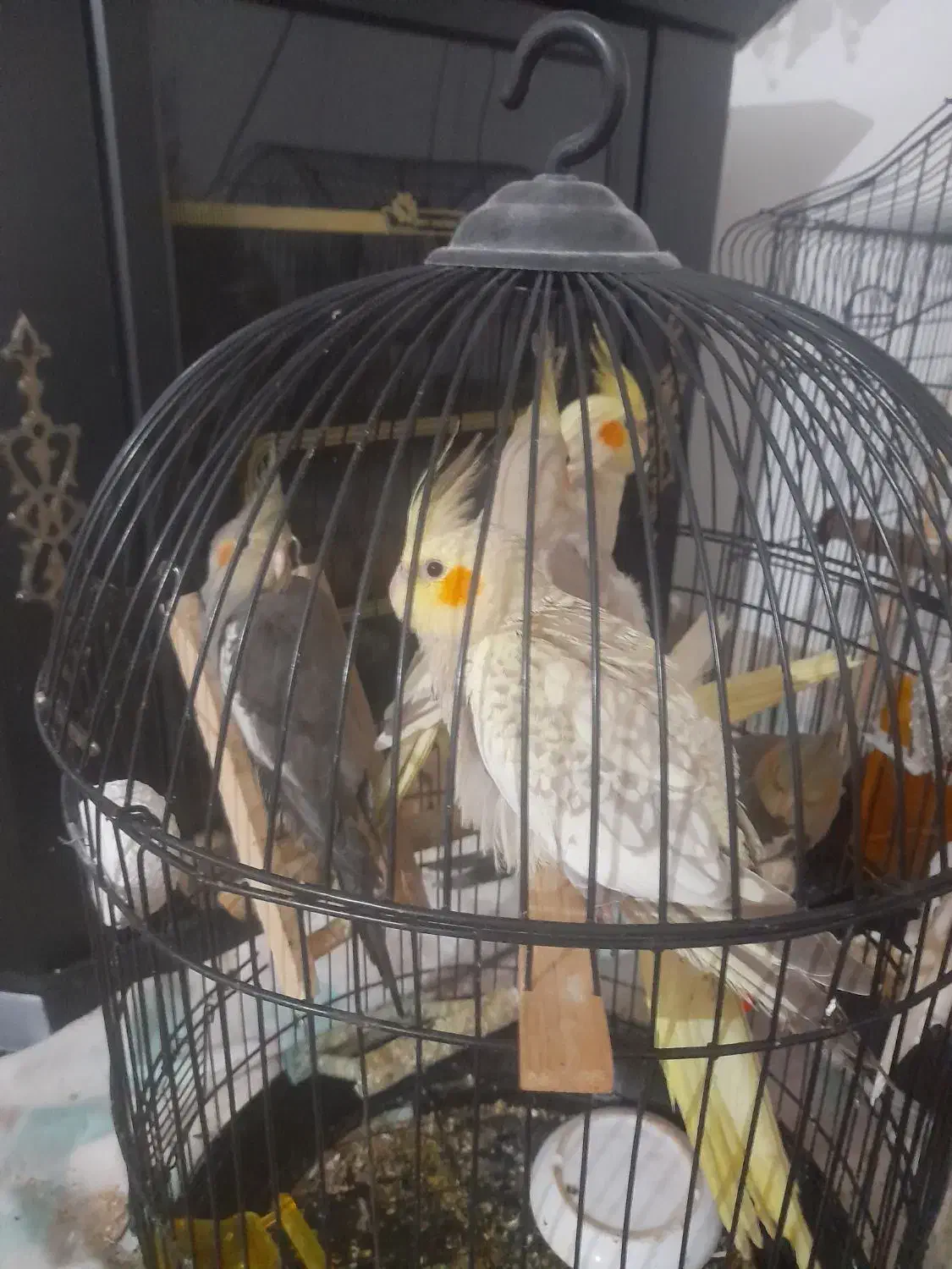 فروش چندتا عروس هلندی نر وماده سرحال|پرنده|لاهیجان, انقلاب|دیوار