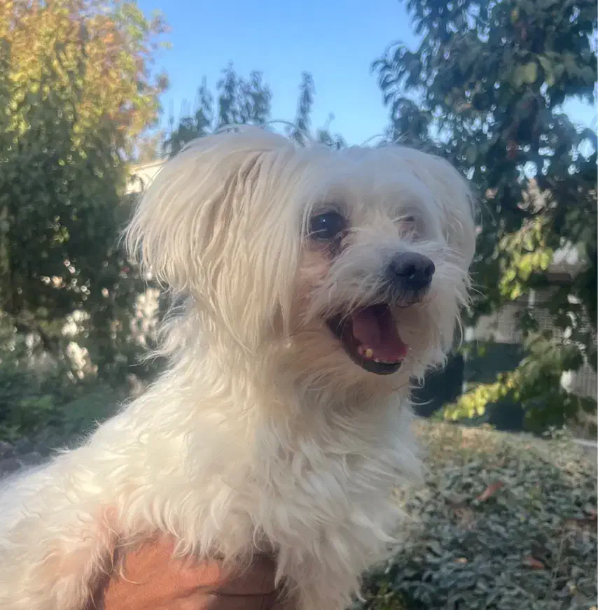 سگ مالتیز اصیل|سگ|تهران, فرمانیه|دیوار