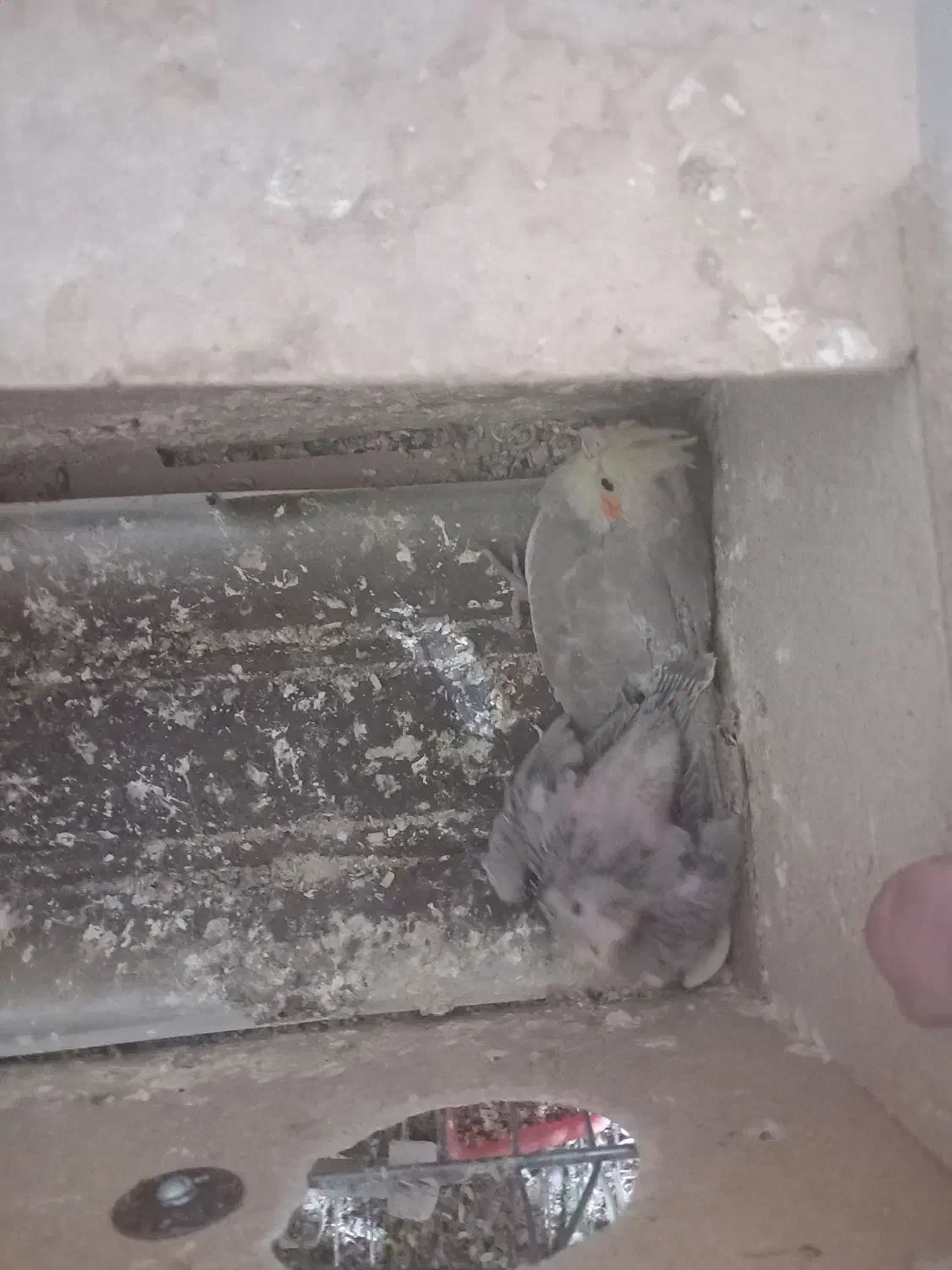 پرنده|پرنده|زارچ, |دیوار