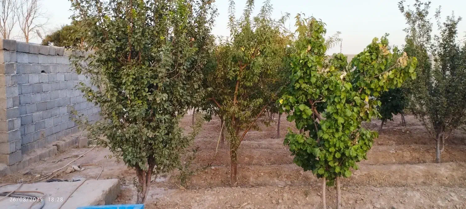 ۴۰۰ متر باغچه ۵۰متربناا معاوضه باخودرو تصادفی واحد|فروش خانه و ویلا|محمدشهر, عباس آباد|دیوار