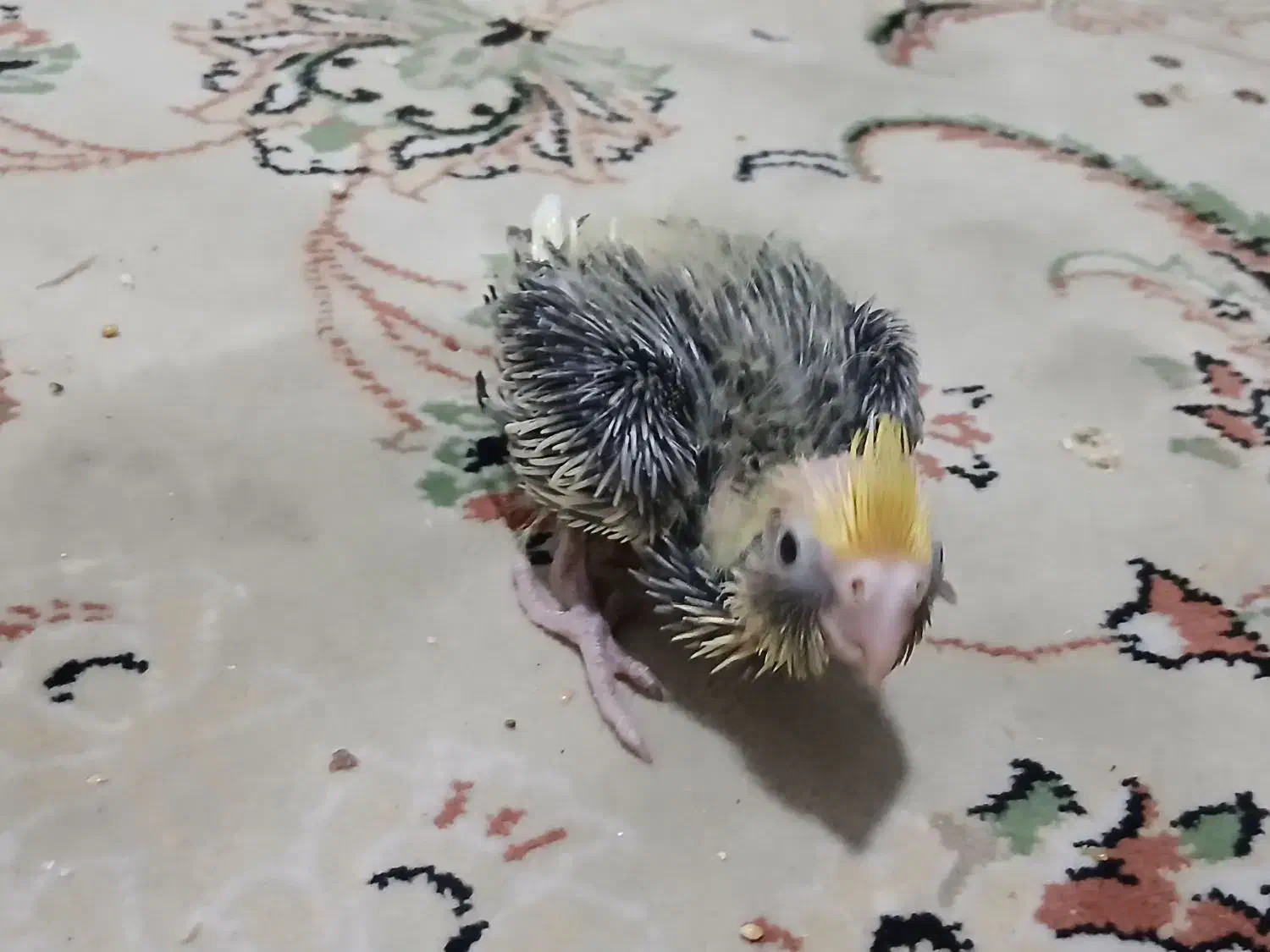 جوجه عروس هلندی ۲۰ روزه|پرنده|تهران, شهرک شریعتی|دیوار