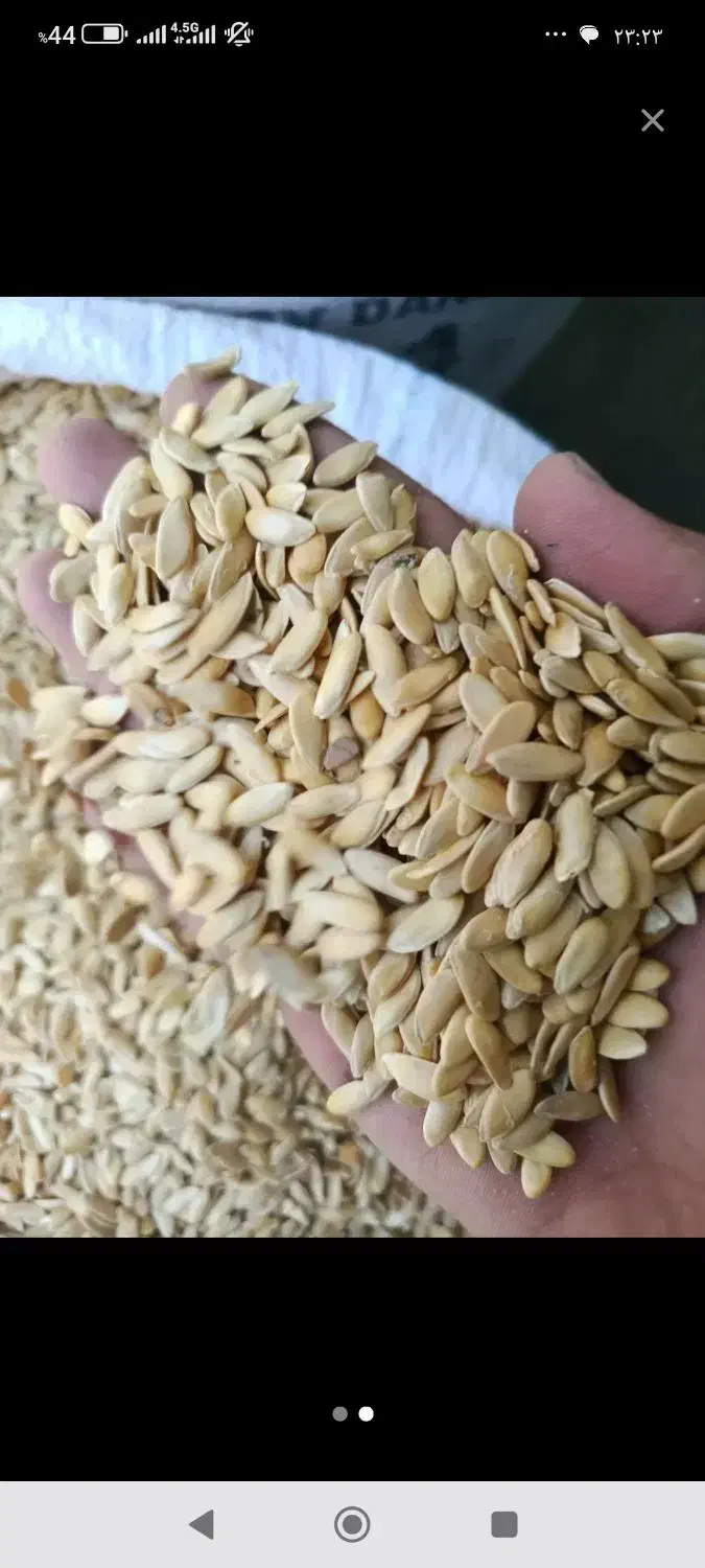 تخم خربزه شما رابه بالاترین قیمت خریداریم|خدمات باغبانی و درختکاری|تربت جام, میان جام|دیوار