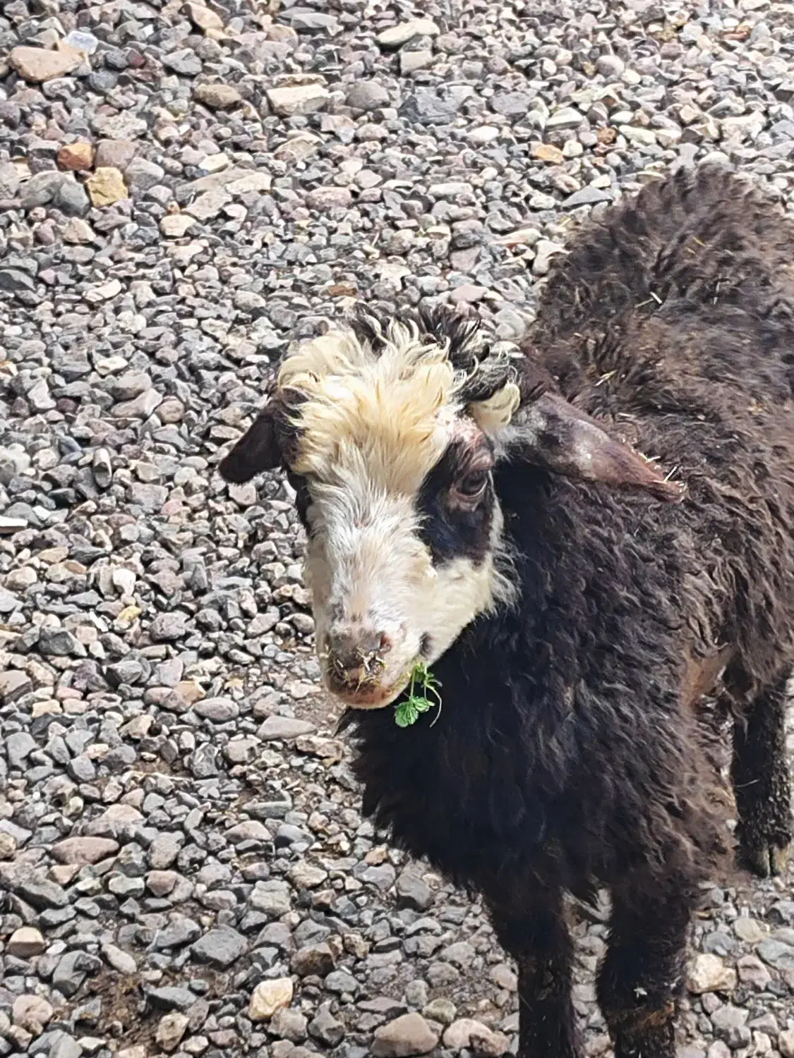 یک راس بره نر|حیوانات مزرعه|قزوین, |دیوار