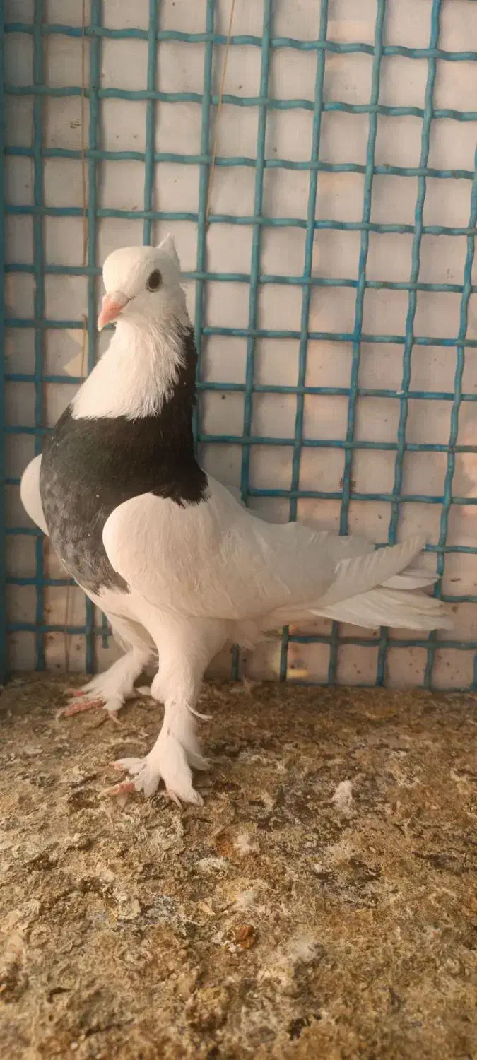 کبوتر طوقی ،یهودی ،افغان و طوطی برزیلی|پرنده|پاکدشت, خاتون آباد|دیوار