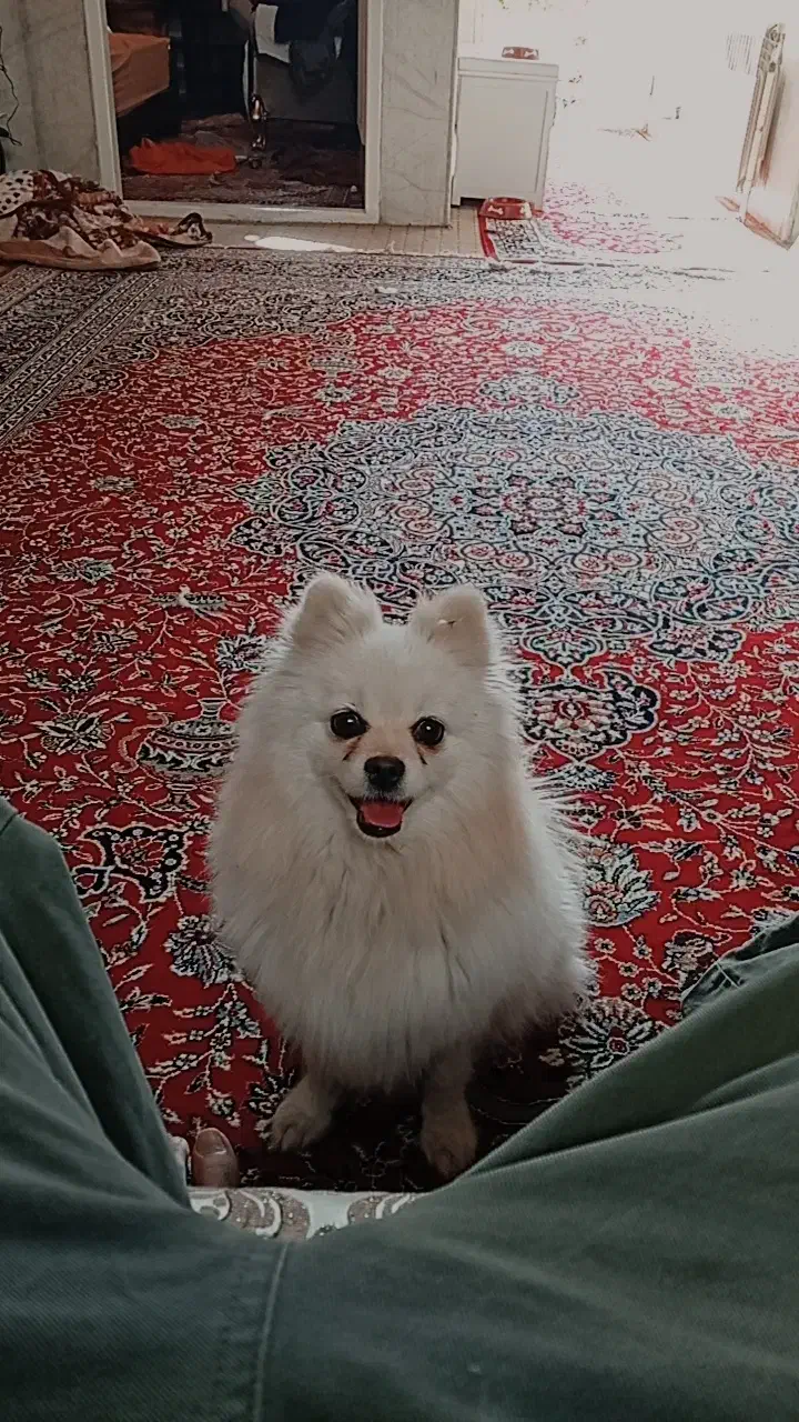 سگ پامر|سگ|یزد, |دیوار