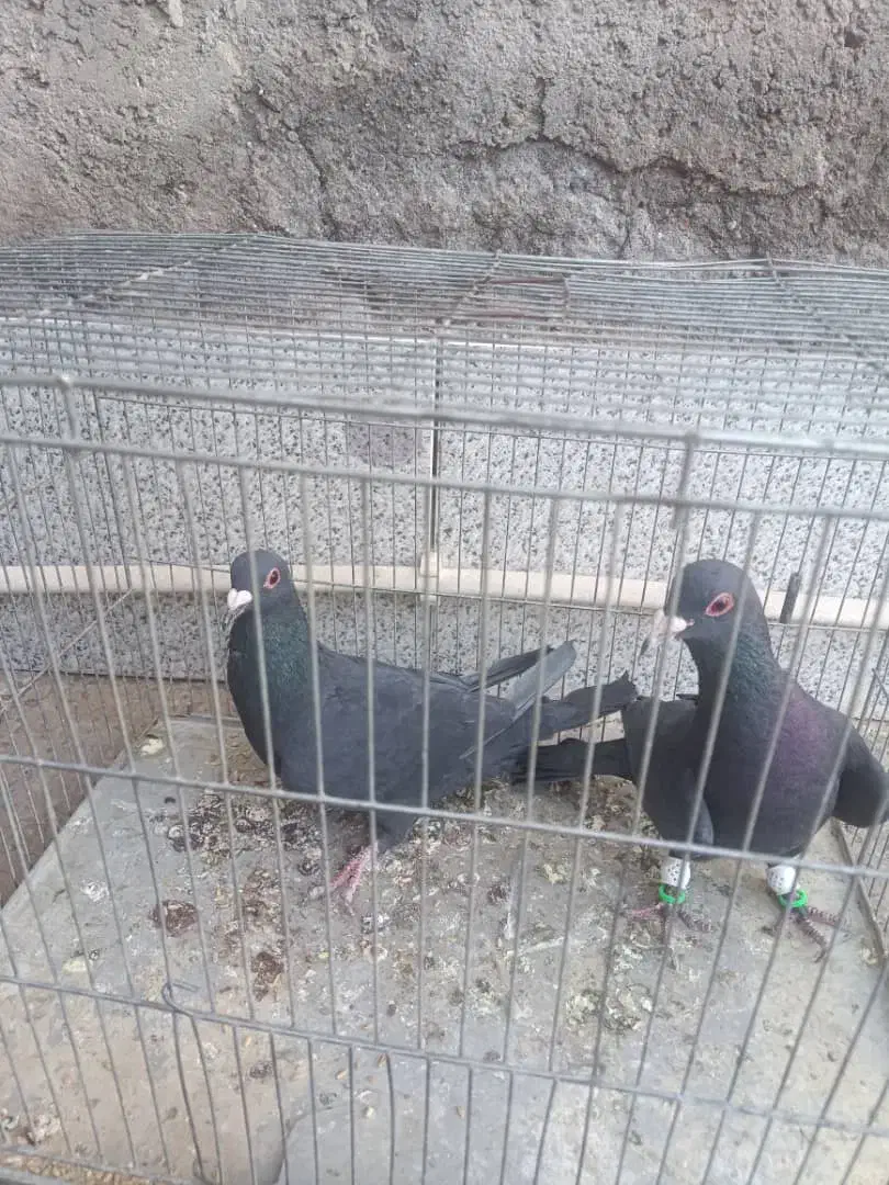 کبوتر کلاغ|پرنده|رفسنجان, |دیوار