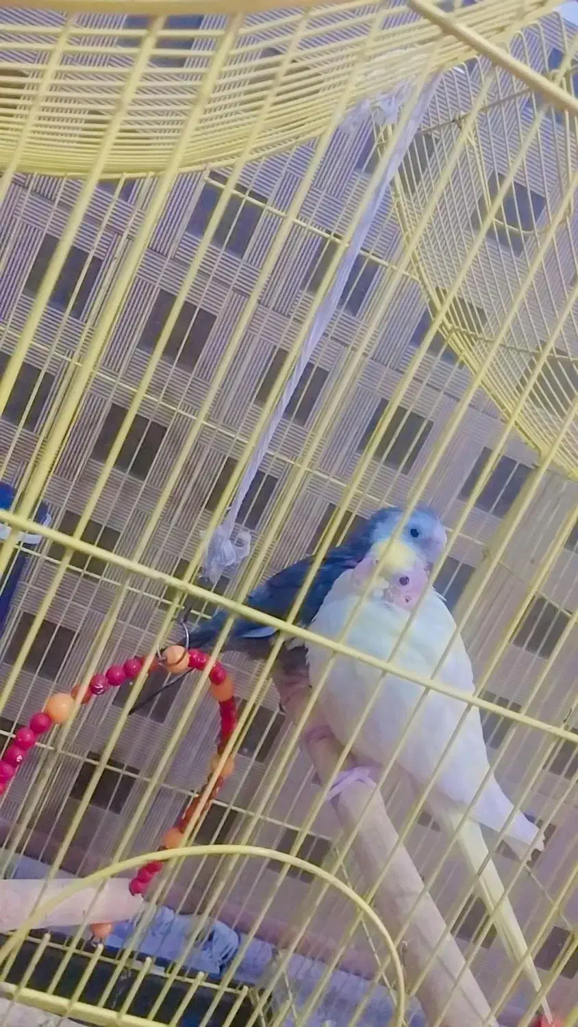 عروس هلندی|پرنده|کاشان, ملاصدرا|دیوار