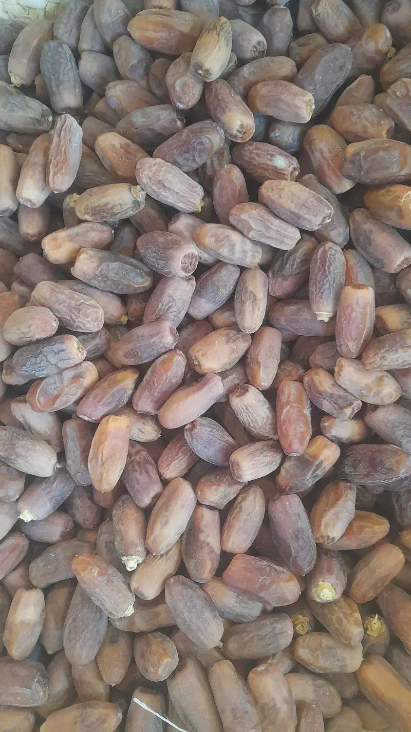 فروش قصب زیر قیمت بازار|عمده‌فروشی|ریز, |دیوار