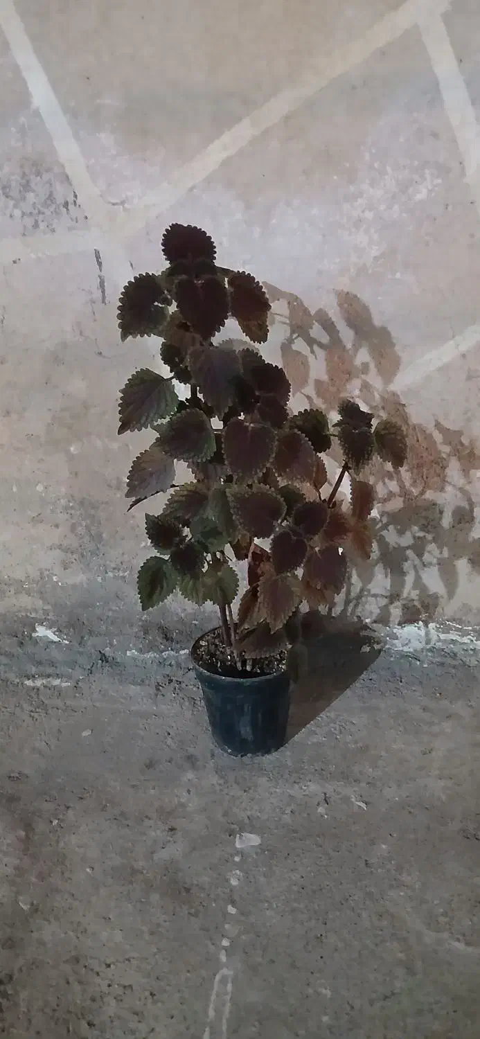 گله بزرگ و کوچک|گل و گیاه طبیعی|مسجد سلیمان, |دیوار