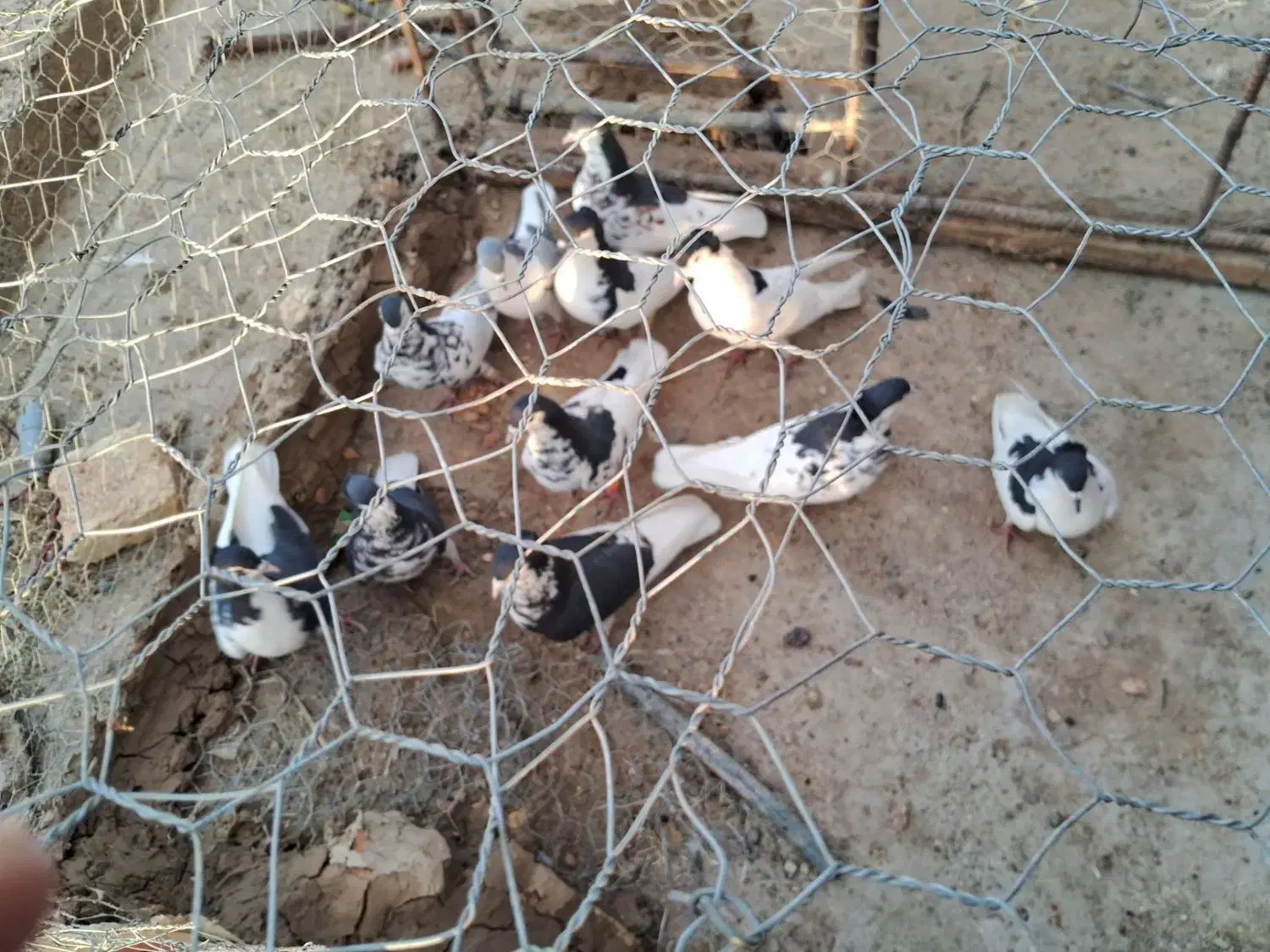 کبوتر|پرنده|زهک, |دیوار