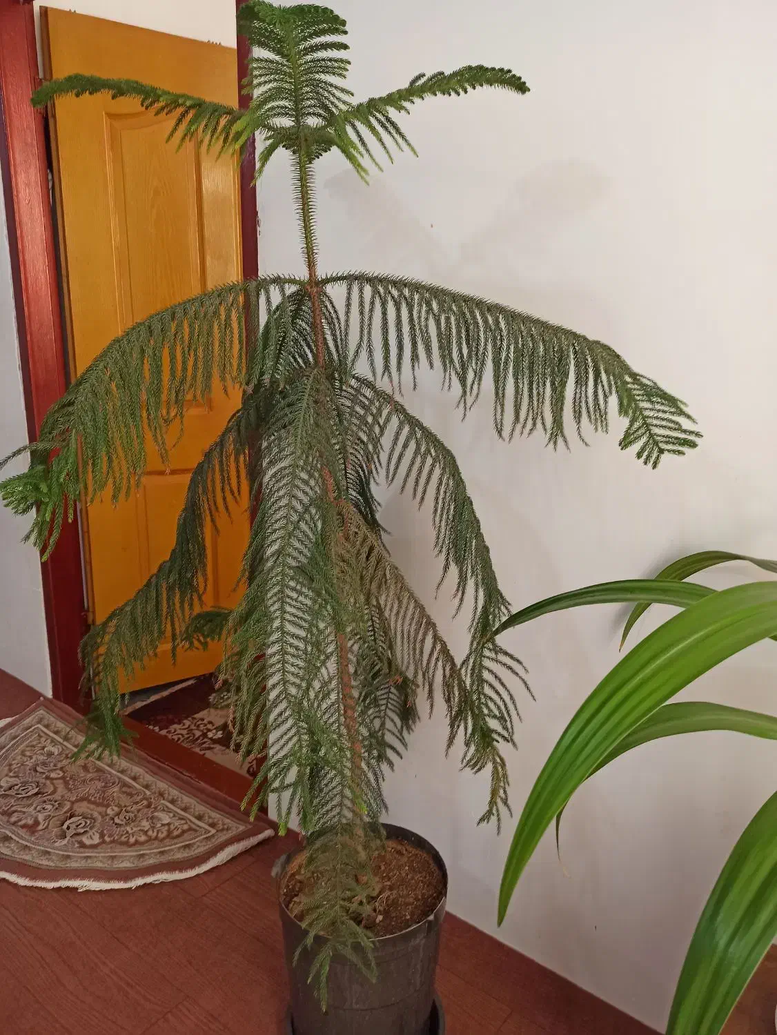 گل کاج مطبق|گل و گیاه طبیعی|قره ضیاالدین, |دیوار