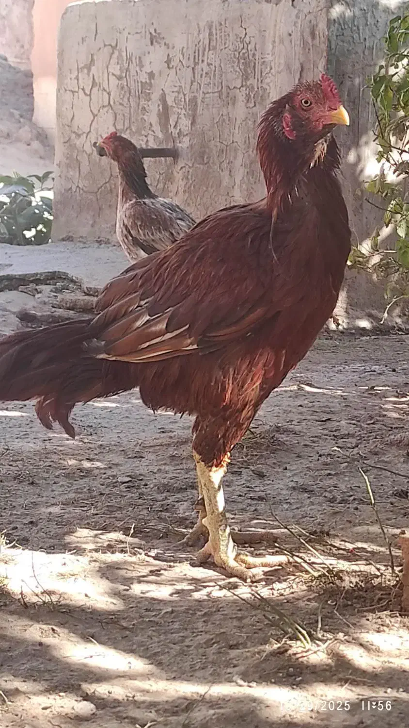 خروس و مرغ لاری|حیوانات مزرعه|قزوین, |دیوار