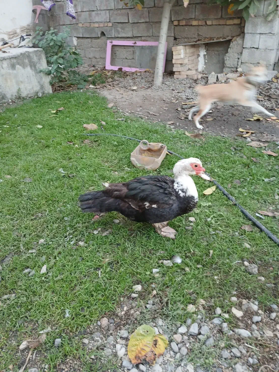 اوردک خارجی یک جفت بالغ و سرحال|حیوانات مزرعه|گنبد کاووس, |دیوار