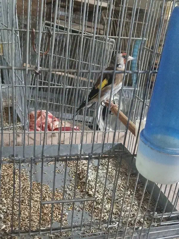 تولکی بسارتیره|پرنده|رزن, |دیوار