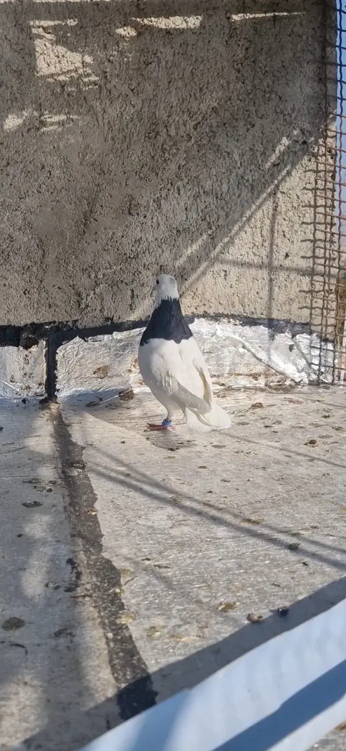 طوقی سیاه نر|پرنده|بجنورد, |دیوار