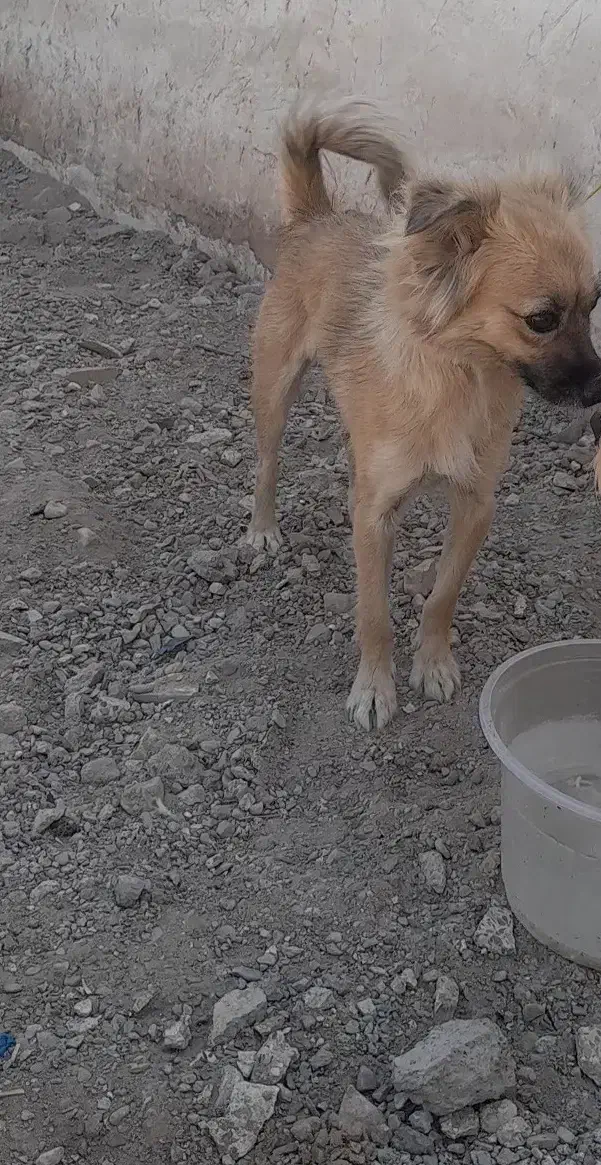 سگ پامر|سگ|زرند, |دیوار