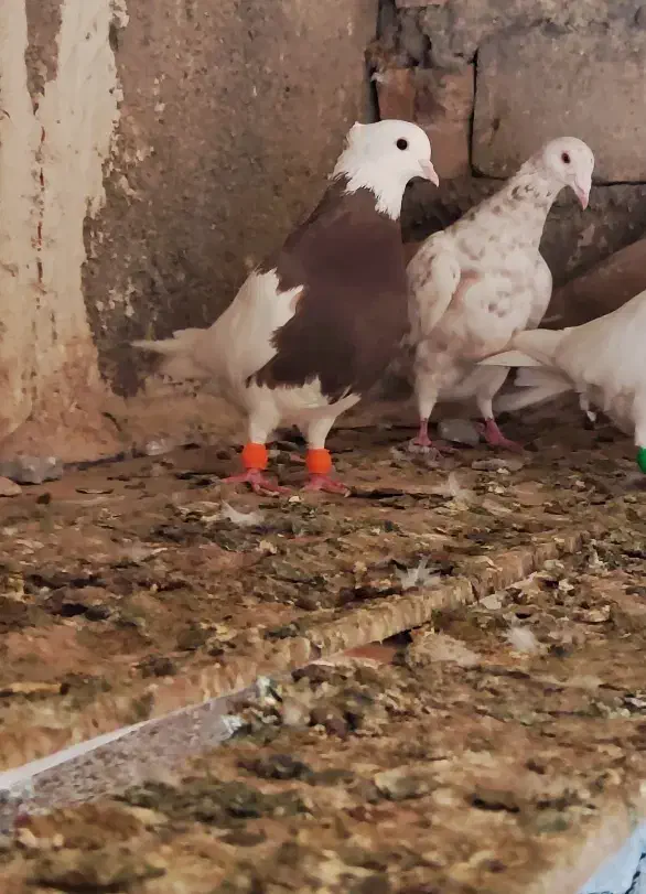 طوقی|پرنده|کنگاور, |دیوار