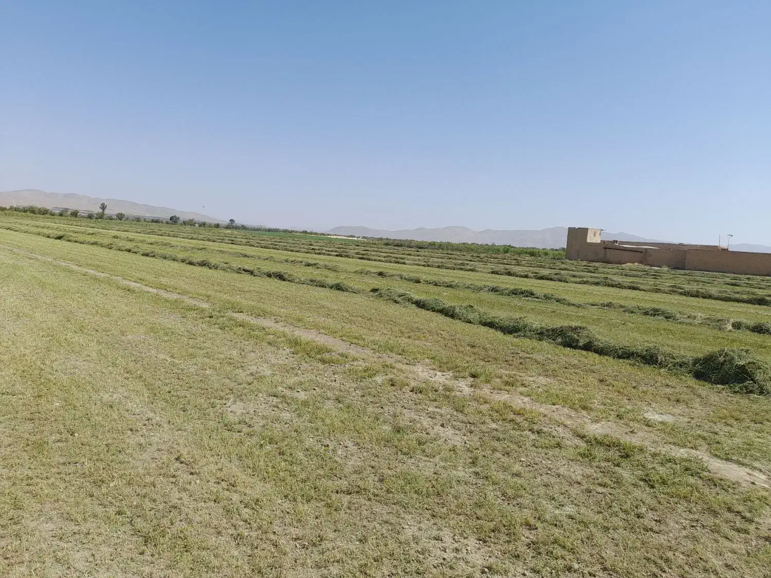 پرس یونجه گل|گل و گیاه طبیعی|داران, |دیوار