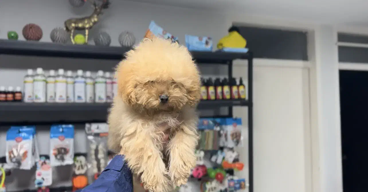 تاینی توی پودل تیپ کره ای|سگ|تهران, شهرک آزمایش|دیوار