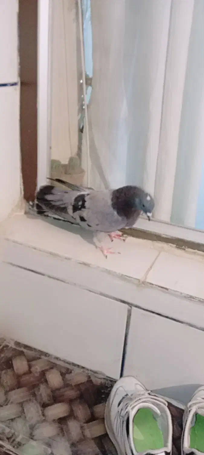 معاوضه|پرنده|جونقان, |دیوار