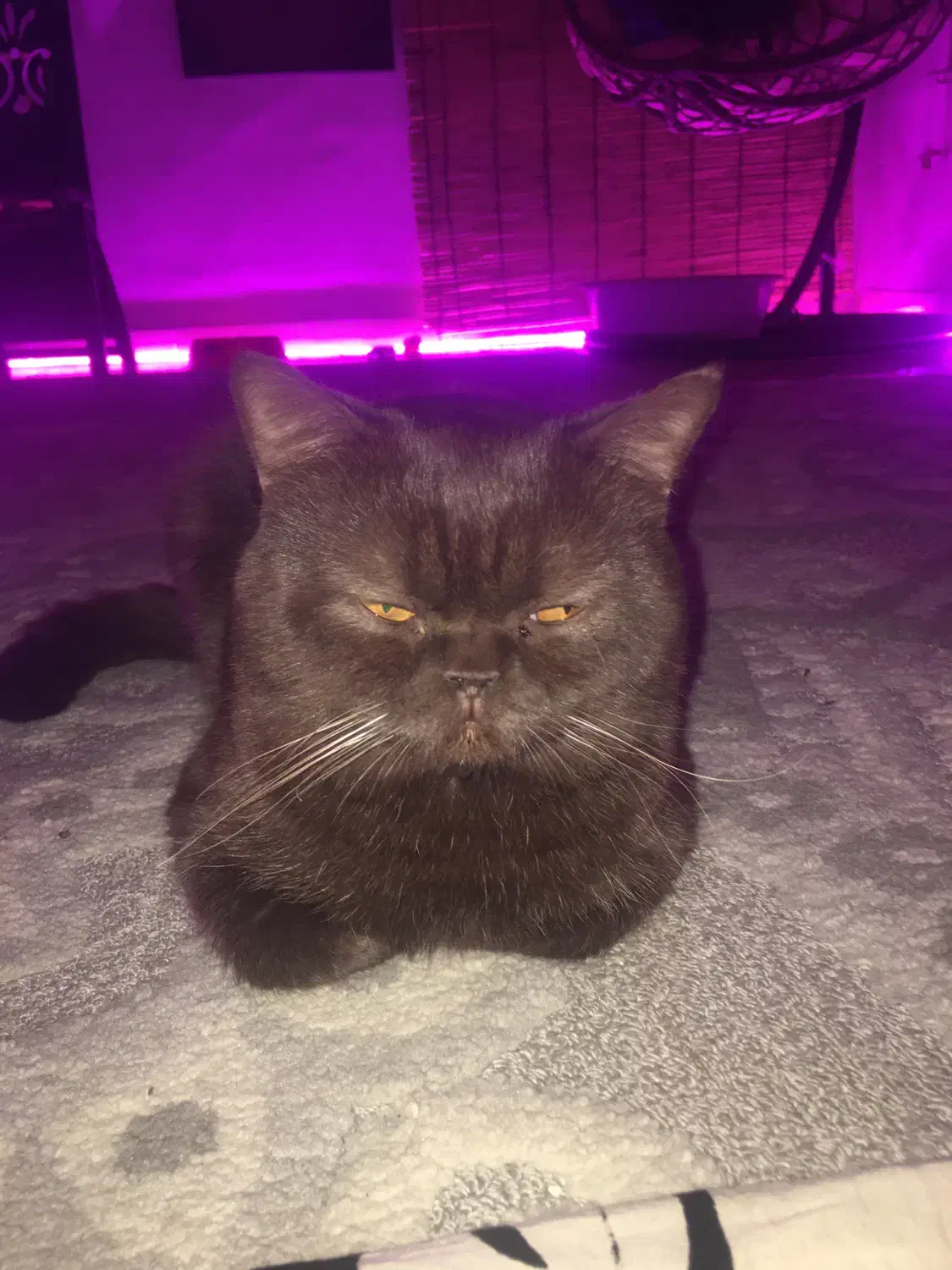 گربه اسکاتیش ماده(جفت گیری)|گربه|گرگان, |دیوار