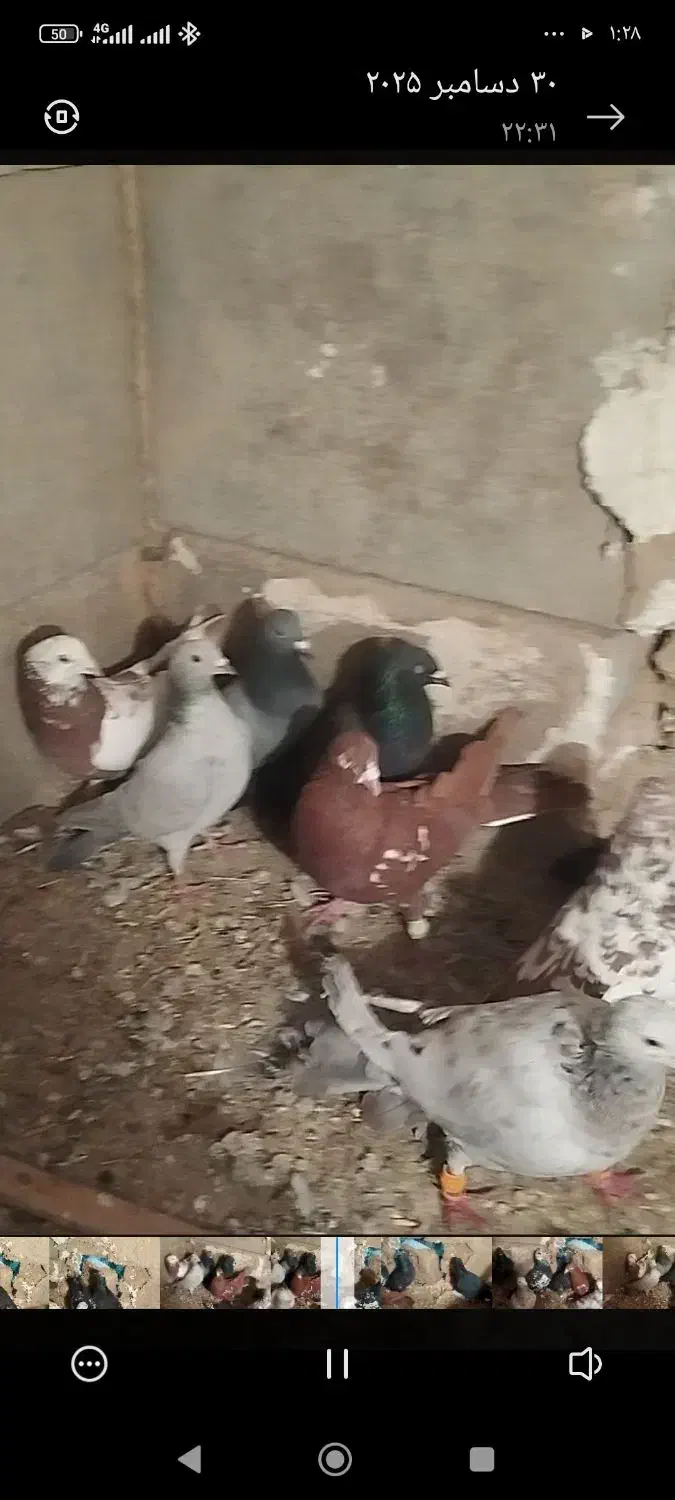 کبوتر|پرنده|خرمدشت, |دیوار