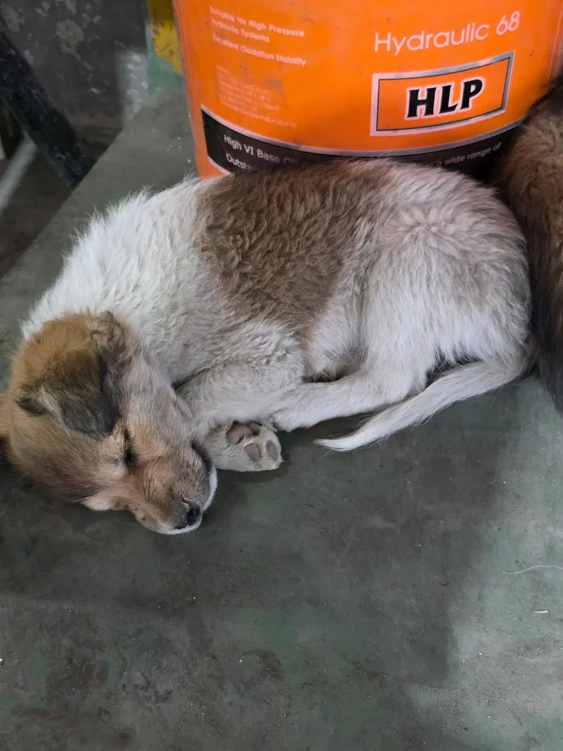 واگذاری سگ پا کوتا با توله ماده|سگ|ماهدشت, |دیوار