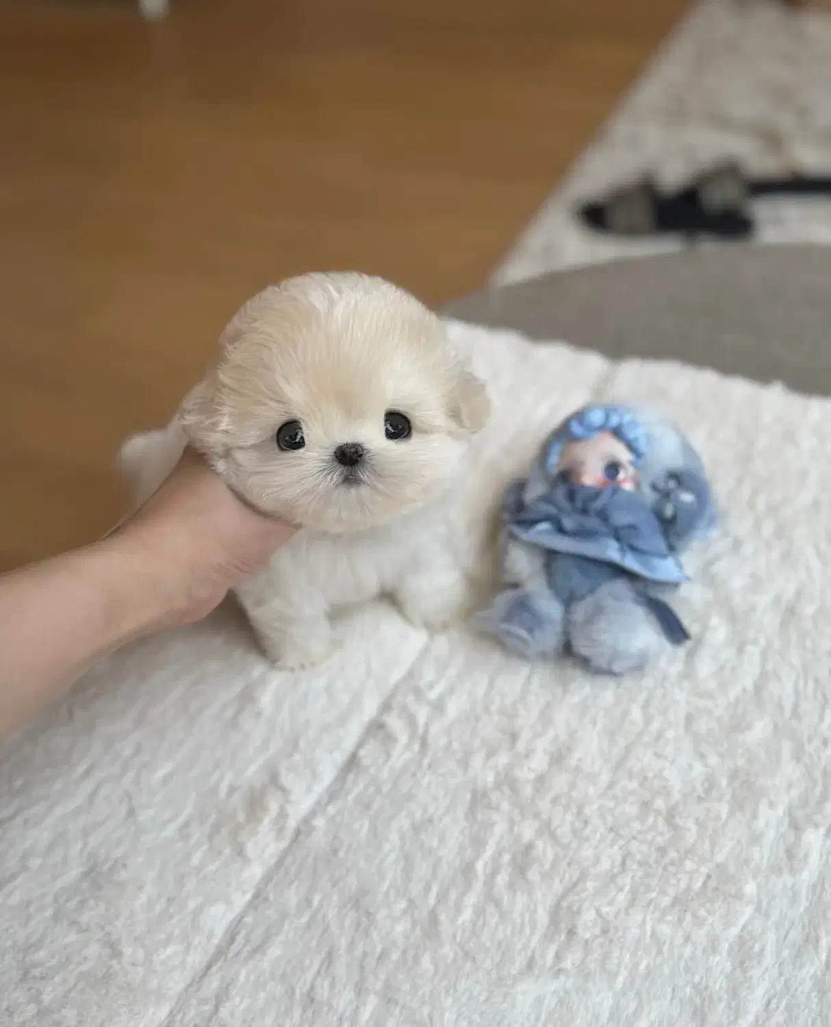 پودل جیبی مالتیز مینی|سگ|تهران, میدان ولیعصر|دیوار