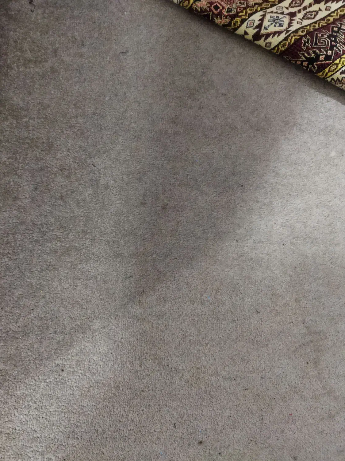 پالاز موکت|موکت|نسیم‌شهر, |دیوار