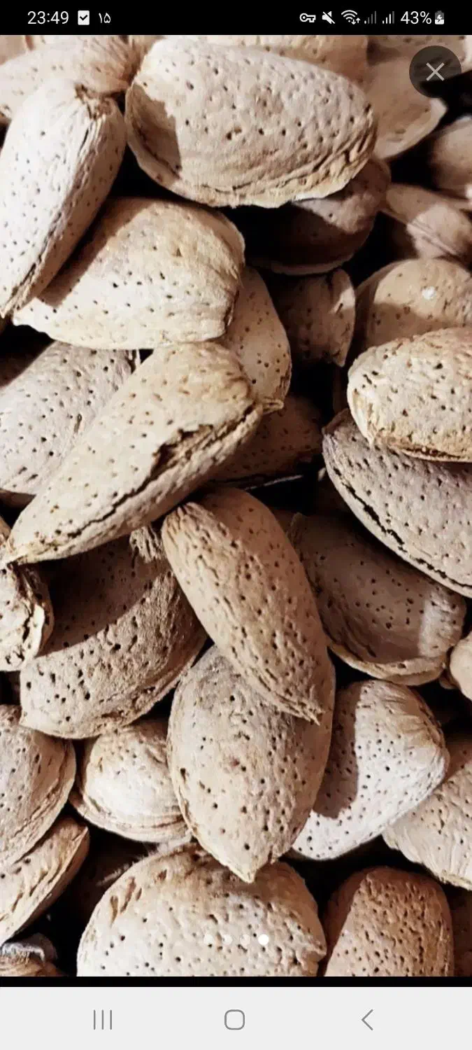 بادام سنگی،کاغذی و آجیلی مُنقا ارگانیک و بادام تلخ|خوردنی و آشامیدنی|شیراز, قدوسی شرقی|دیوار