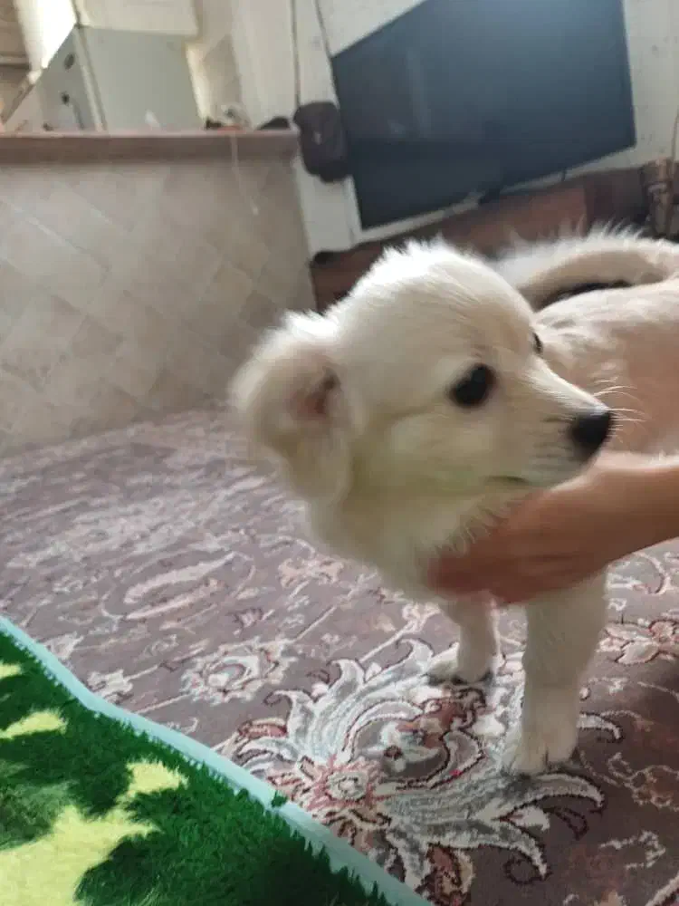 سگ آپارتمانی کوچک ۲ تومن|سگ|بندر کنگان, |دیوار