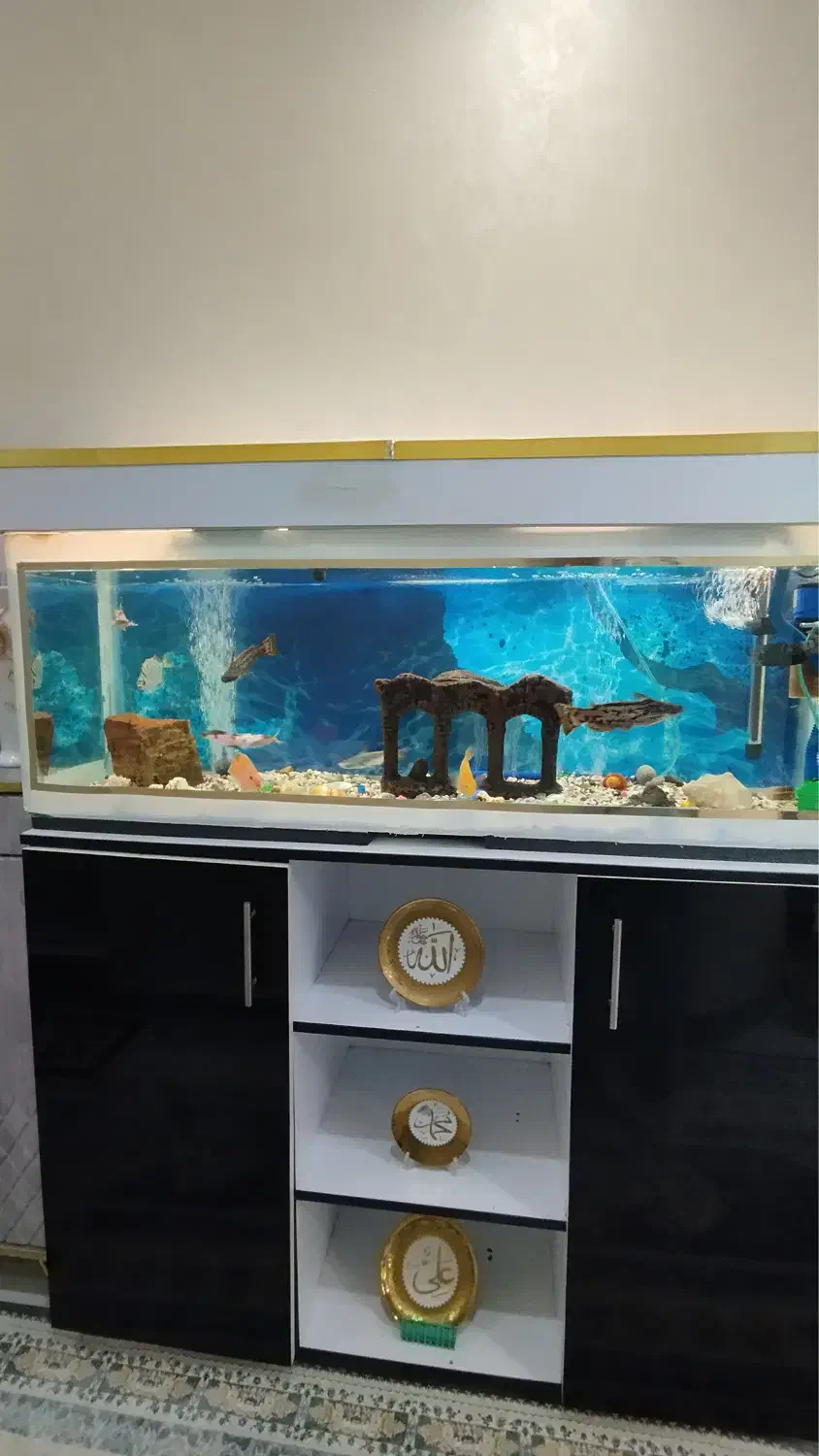 آکواریوم و ماهی|ماهی|نسیمشهر, |دیوار